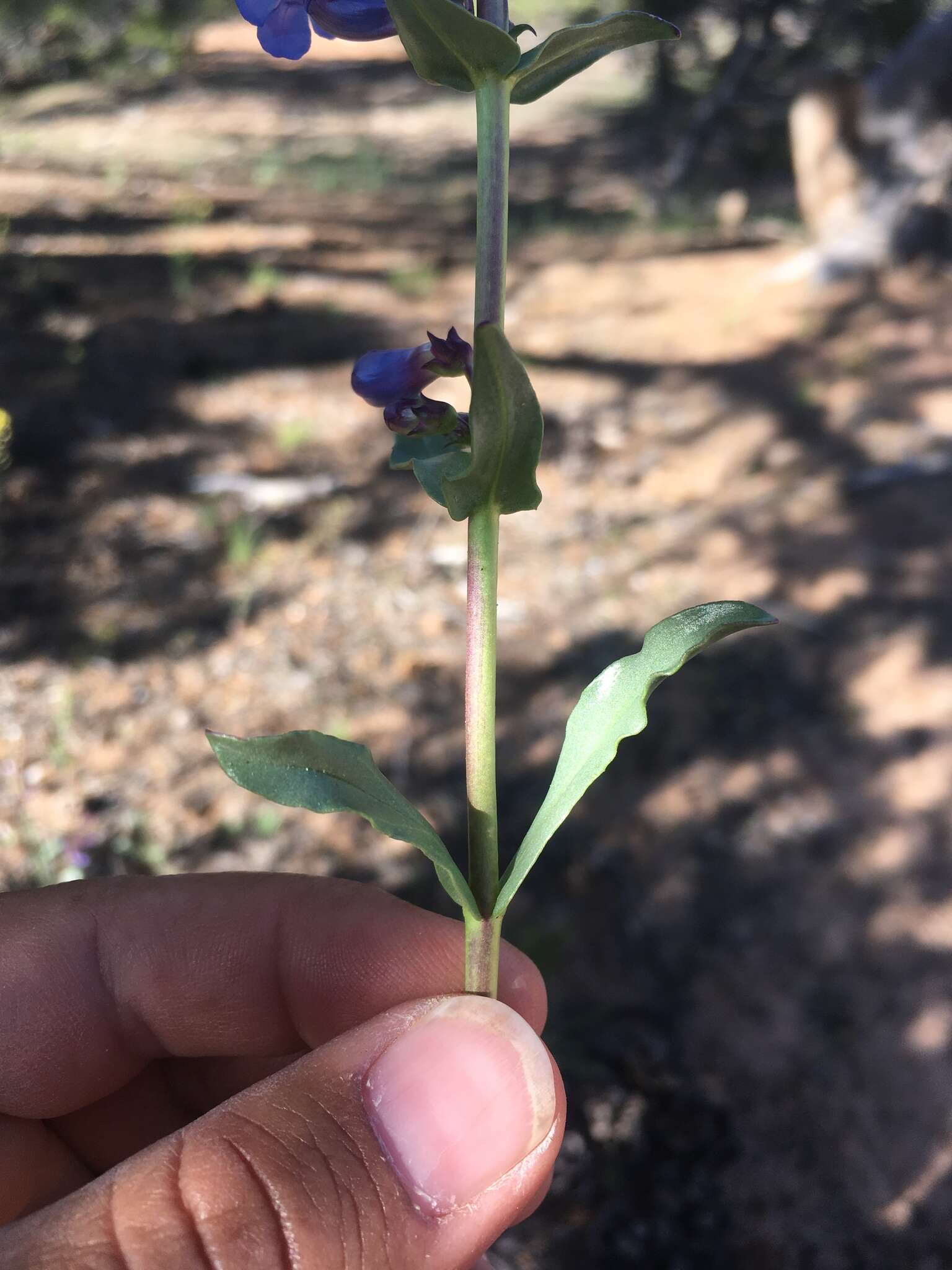 Image of bluestem beardtongue