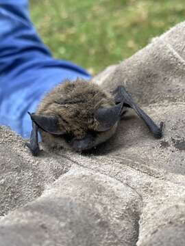 Image of Long-eared Myotis