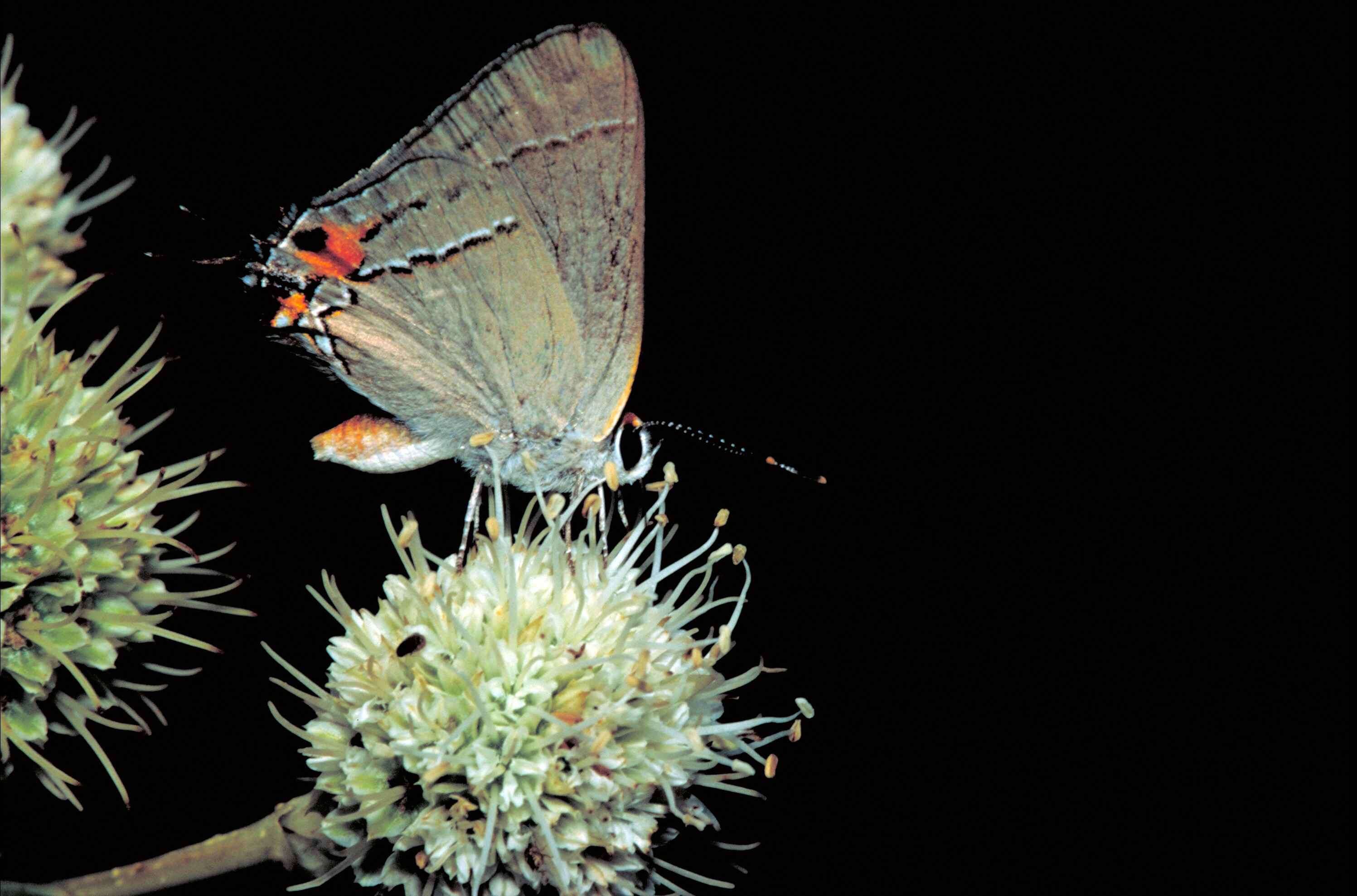 Imagem de Eryngium yuccifolium Michx.