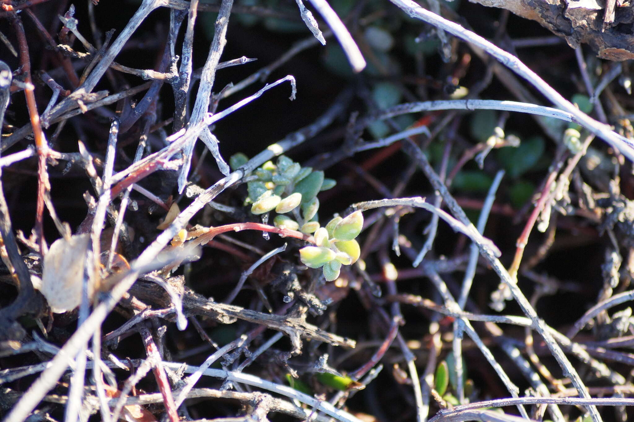 Plancia ëd Chenopodium nutans (R. Br.) S. Fuentes & Borsch