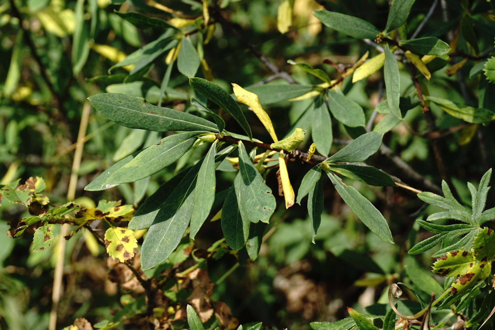 Image of Daphne sophia subsp. taurica (Kotov) J. J. Halda