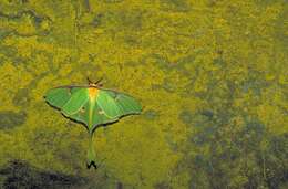 Image of Luna Moth