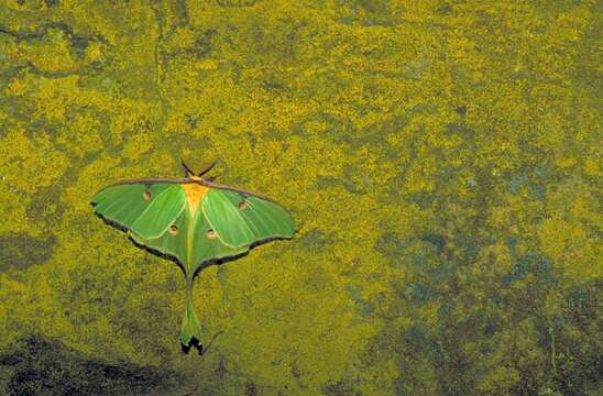 Image of Luna Moth