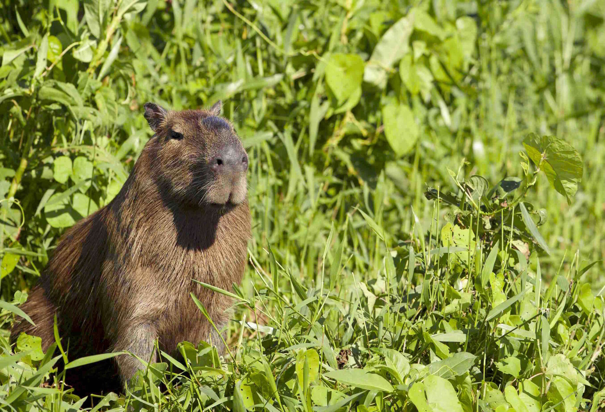 Image of Capybaras