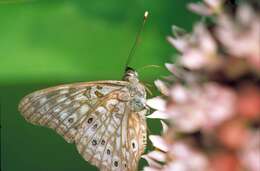 Image of Hackberry Emperor