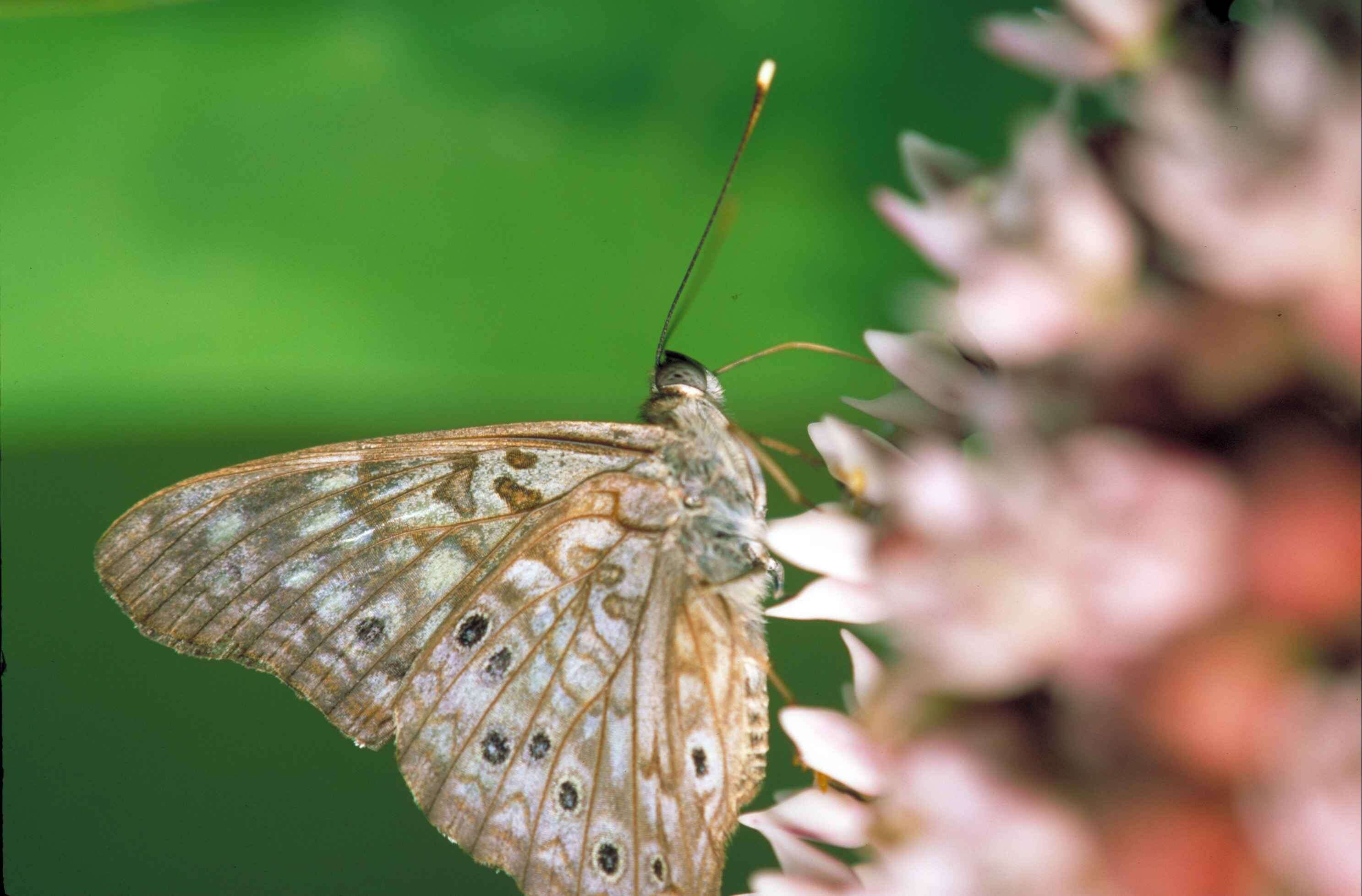 Image of Hackberry Emperor