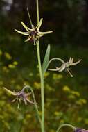 Fritillaria brandegeei Eastw. resmi