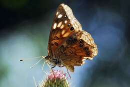 Image of Hackberry Emperor