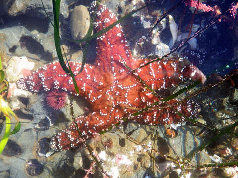 Image of ochre stars