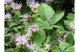 Image of wild bergamot