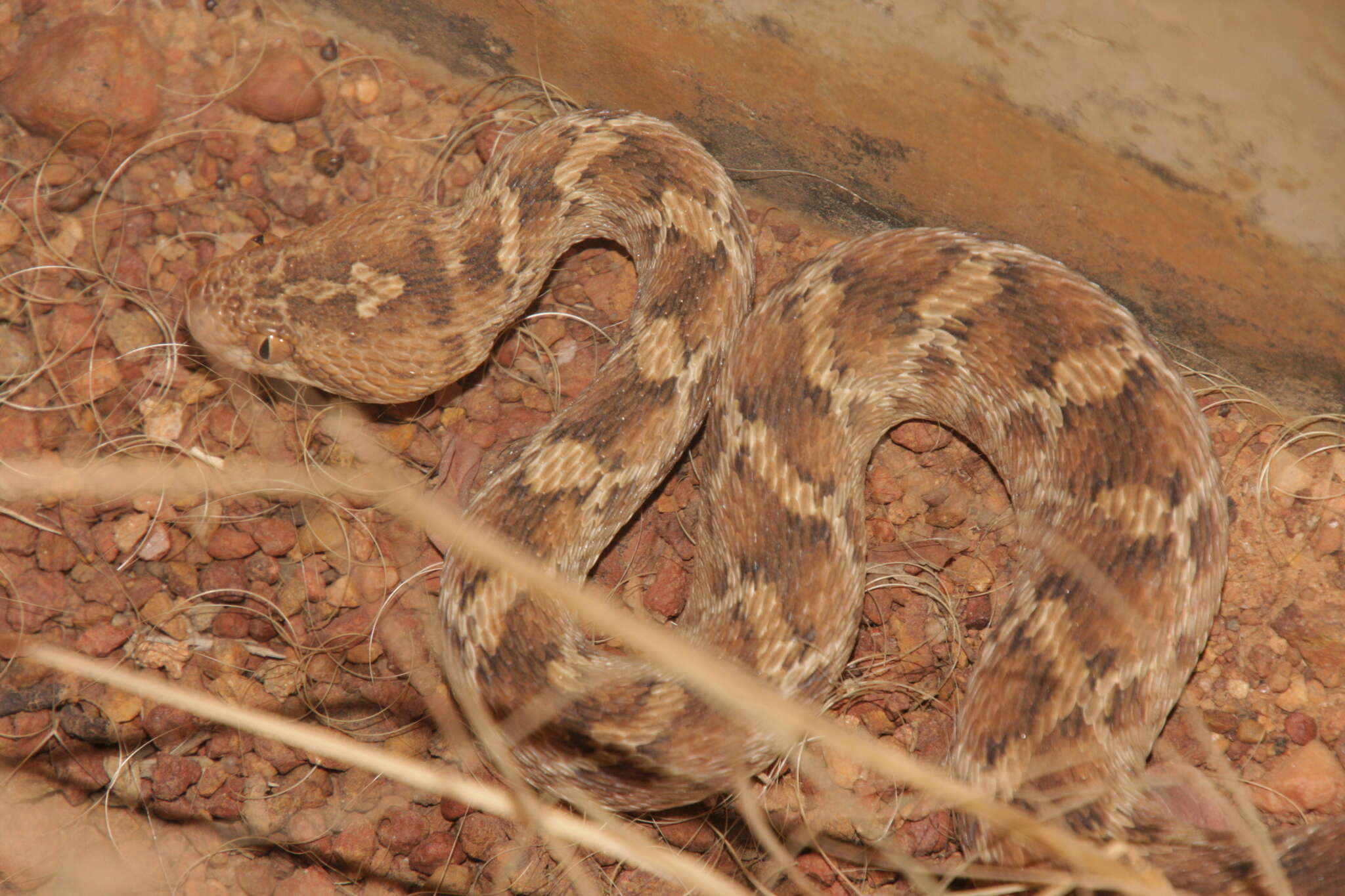 Image of Roman's Saw-scaled Viper