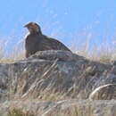 Image of Caspian Snowcock