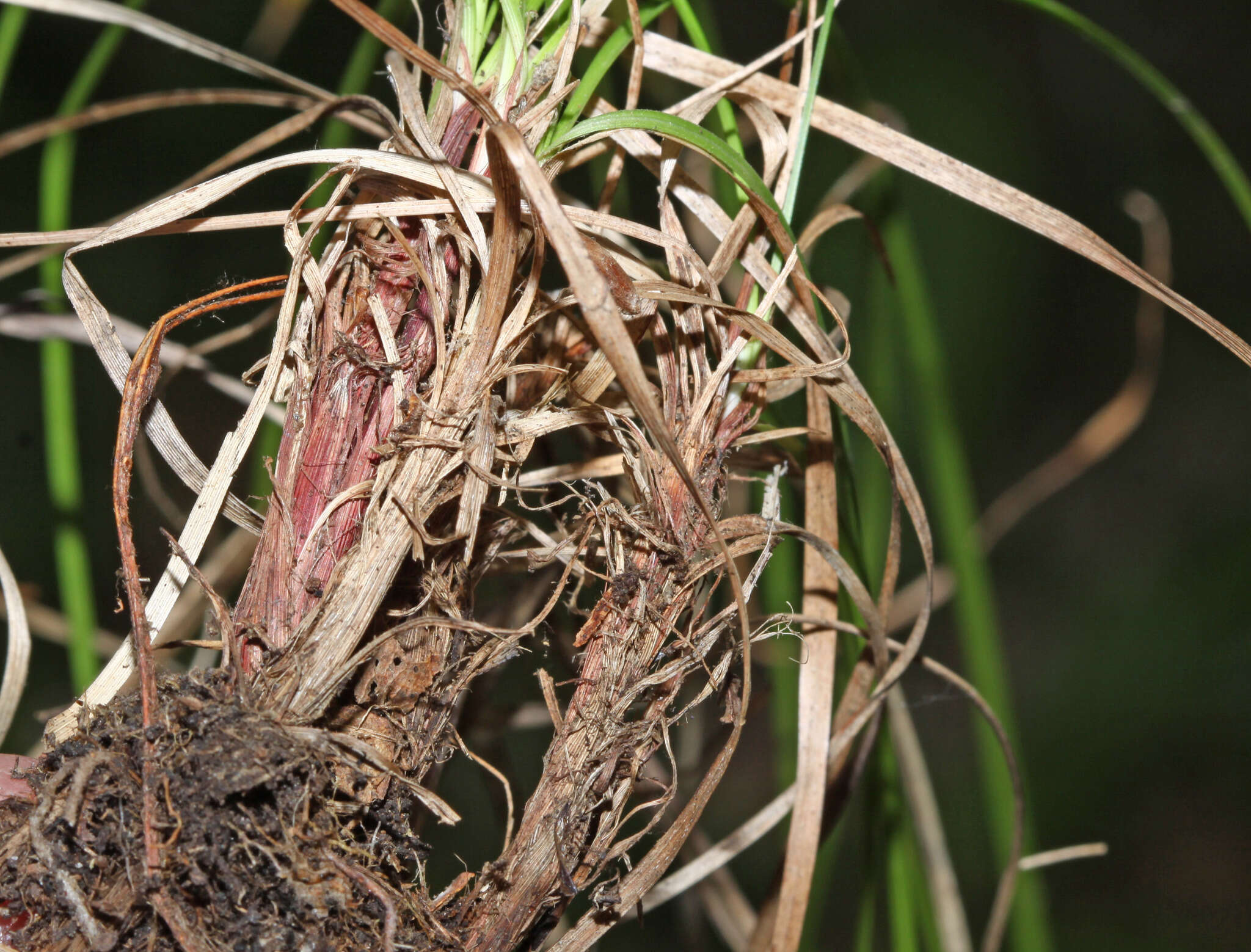 Imagem de Carex vanheurckii Müll. Arg.