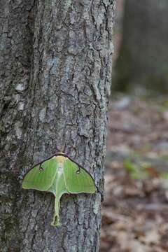 Image of Luna Moth