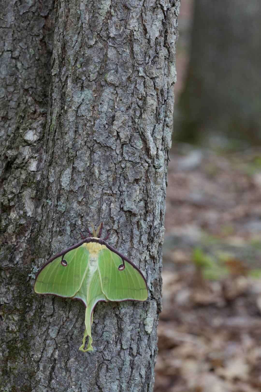 Image of Luna Moth