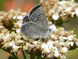 Image of Mission blue butterfly