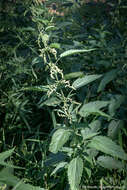 Image of stinging nettle