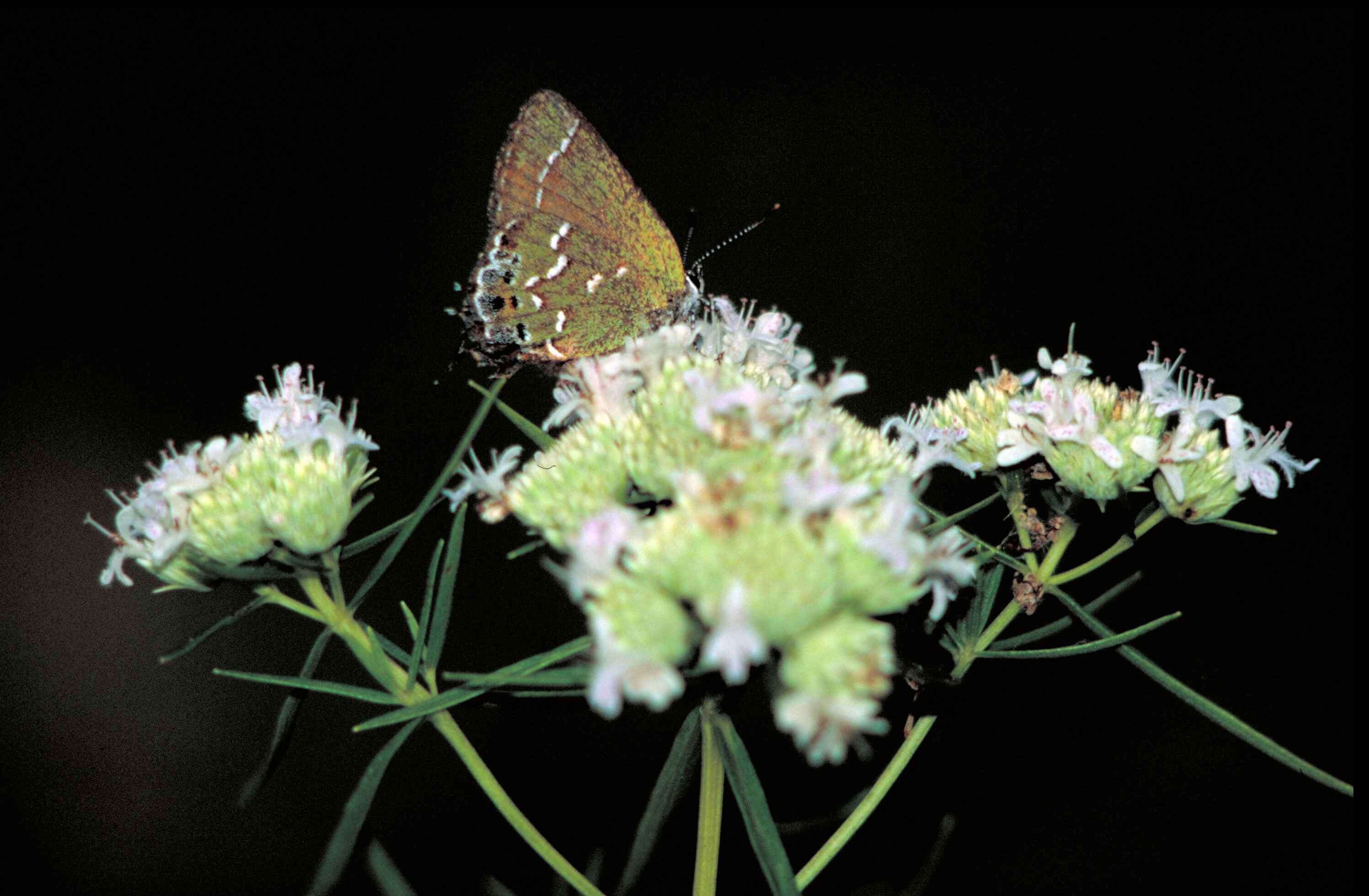 Plancia ëd Callophrys gryneus