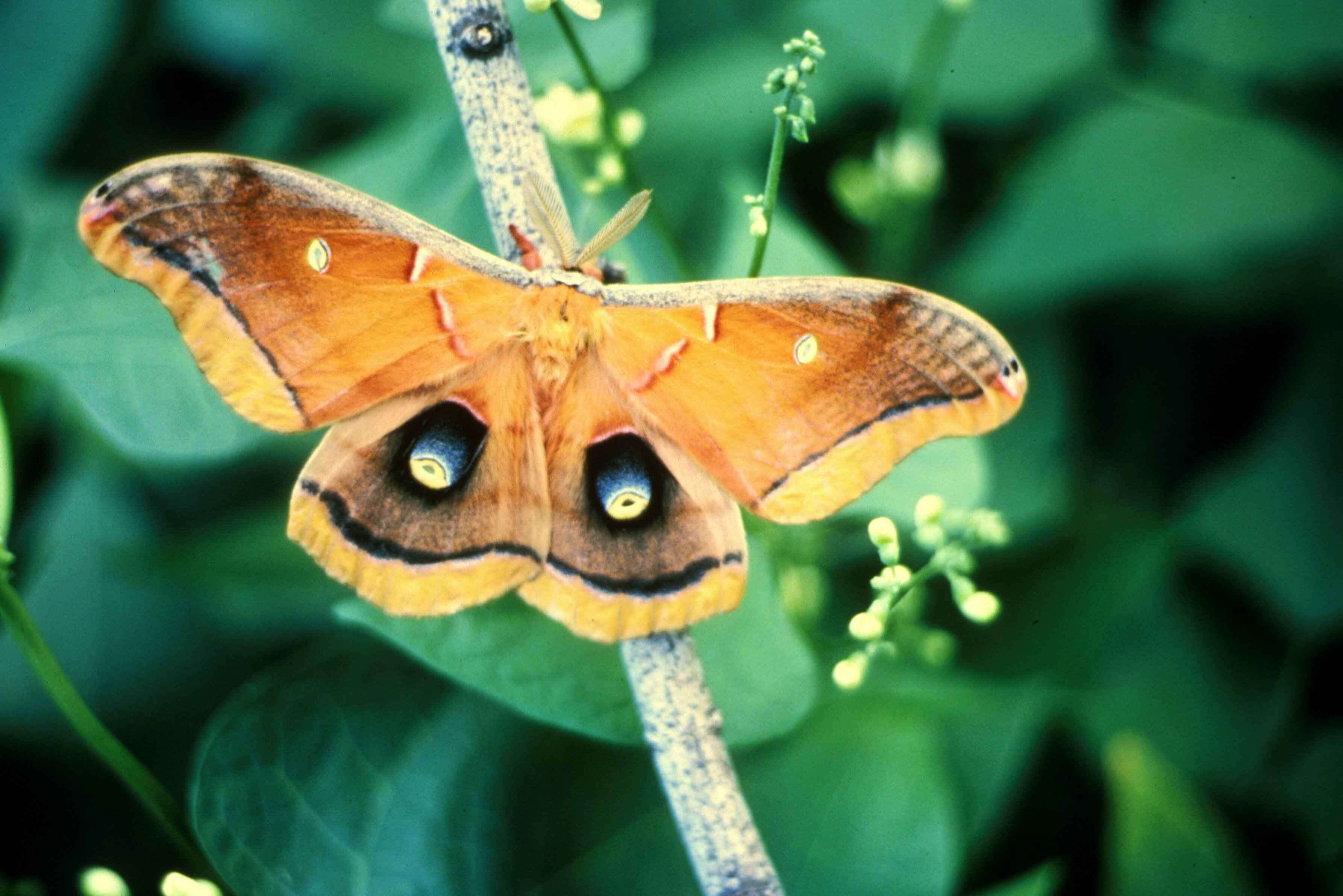 Image de Antheraea subgen. Telea Hübner (1819)