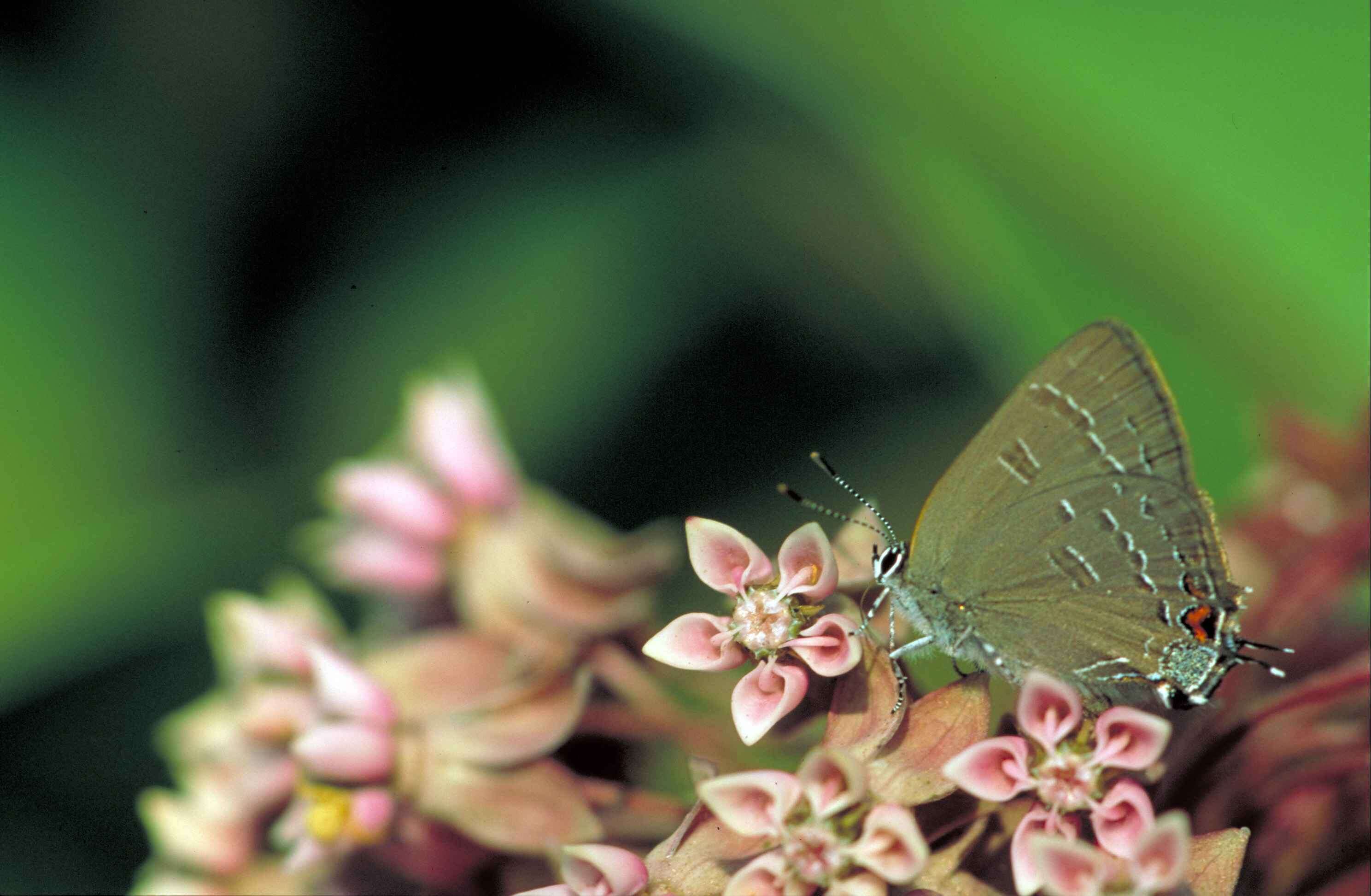 Image of Satyrium edwardsii