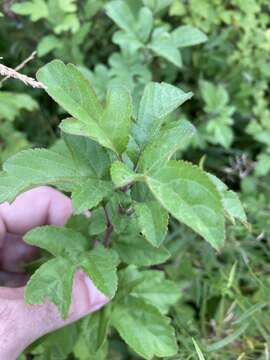 Imagem de Malus sieboldii subsp. sieboldii