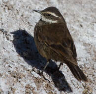 Image of Gray-flanked Cinclodes