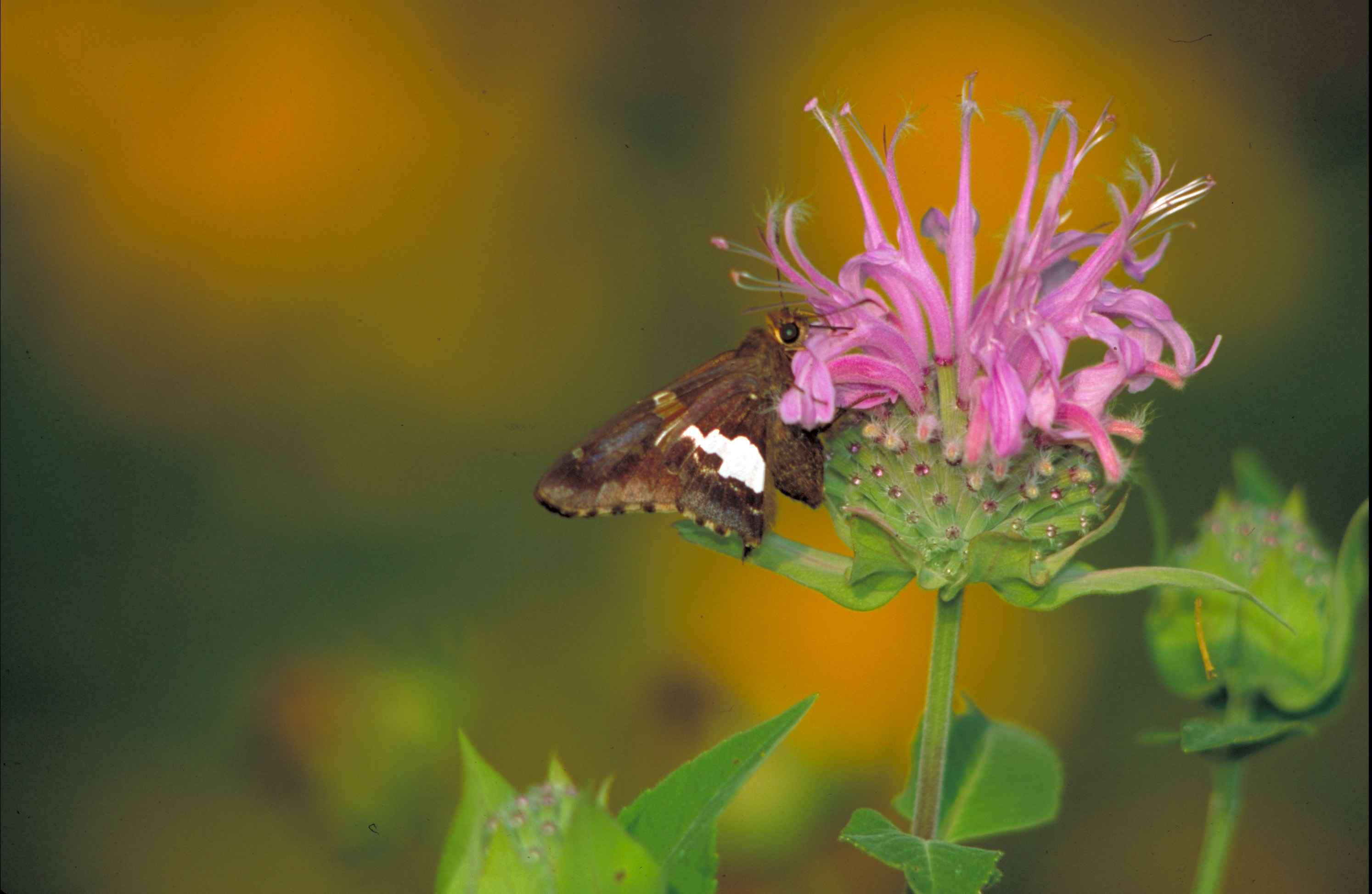 Image of Silver-spotted Skipper