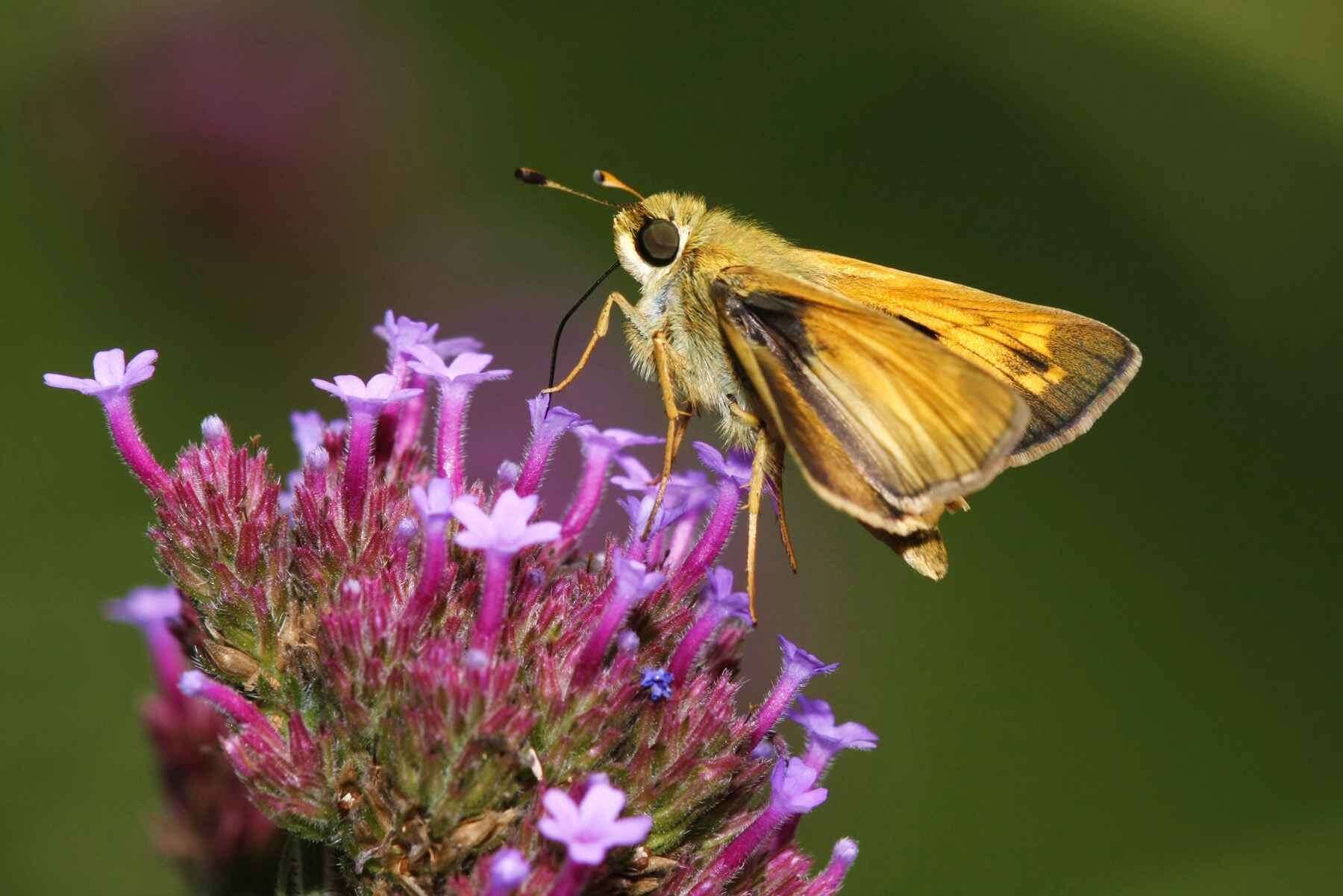 Image of Common Branded Skipper