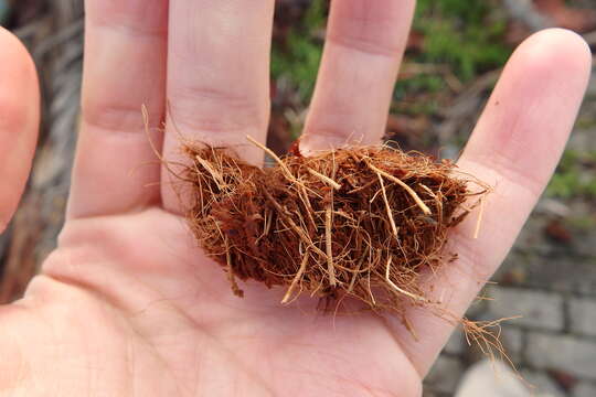 Image of Red palm weevil