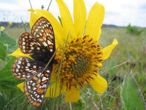 Image of Euphydryas editha