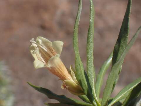 Image of Eremophila alatisepala R. J. Chinnock