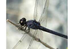 Image of Lancet Clubtail