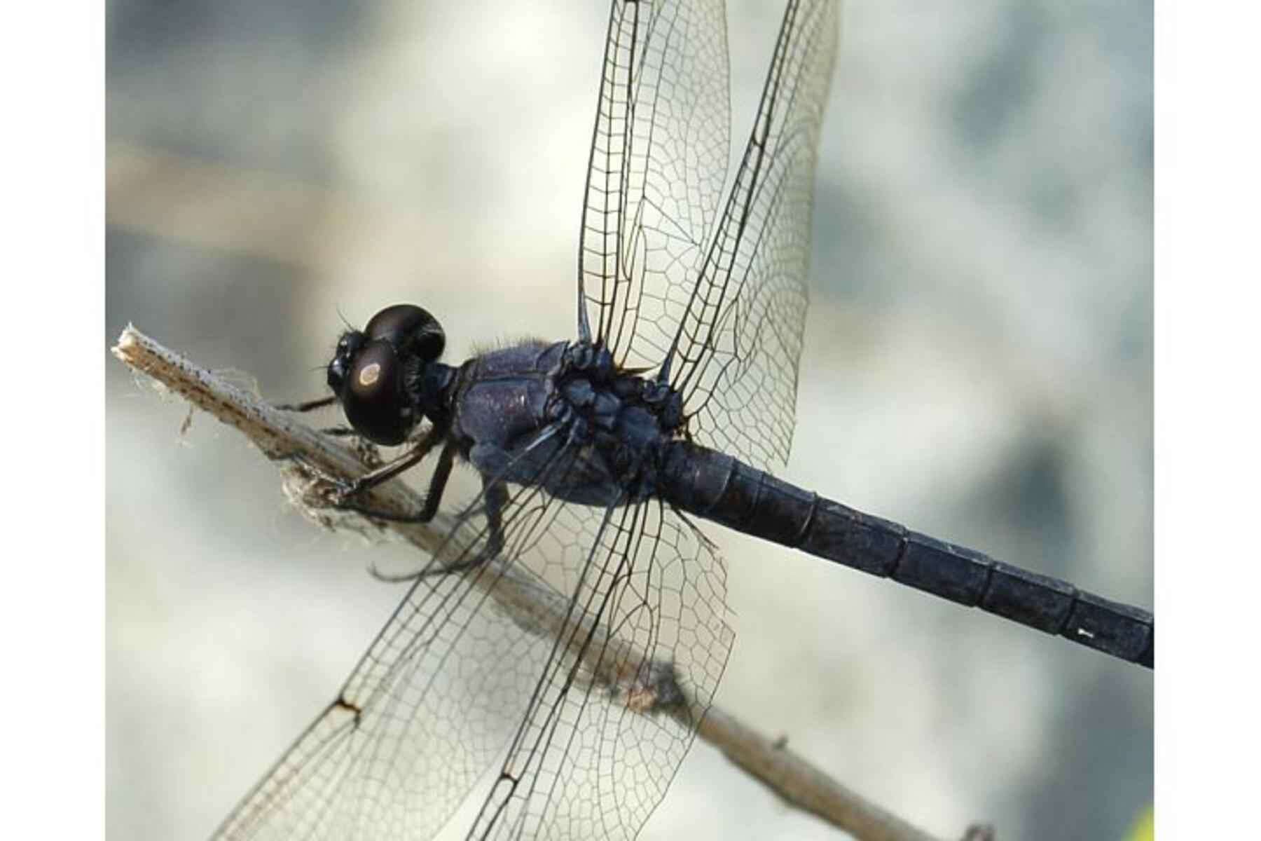 Image of Lancet Clubtail