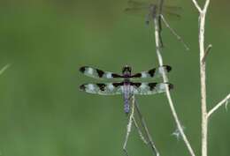 Image of Twelve-spotted skimmer