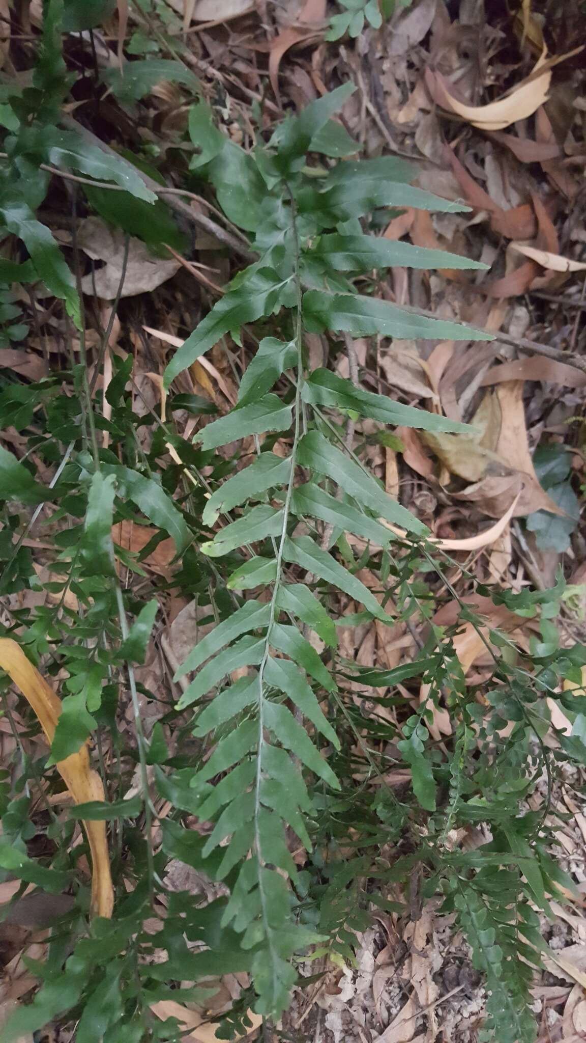 Image of Lindsaea heterophylla Dryand.