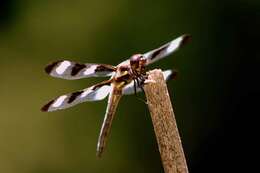 Image of Twelve-spotted skimmer