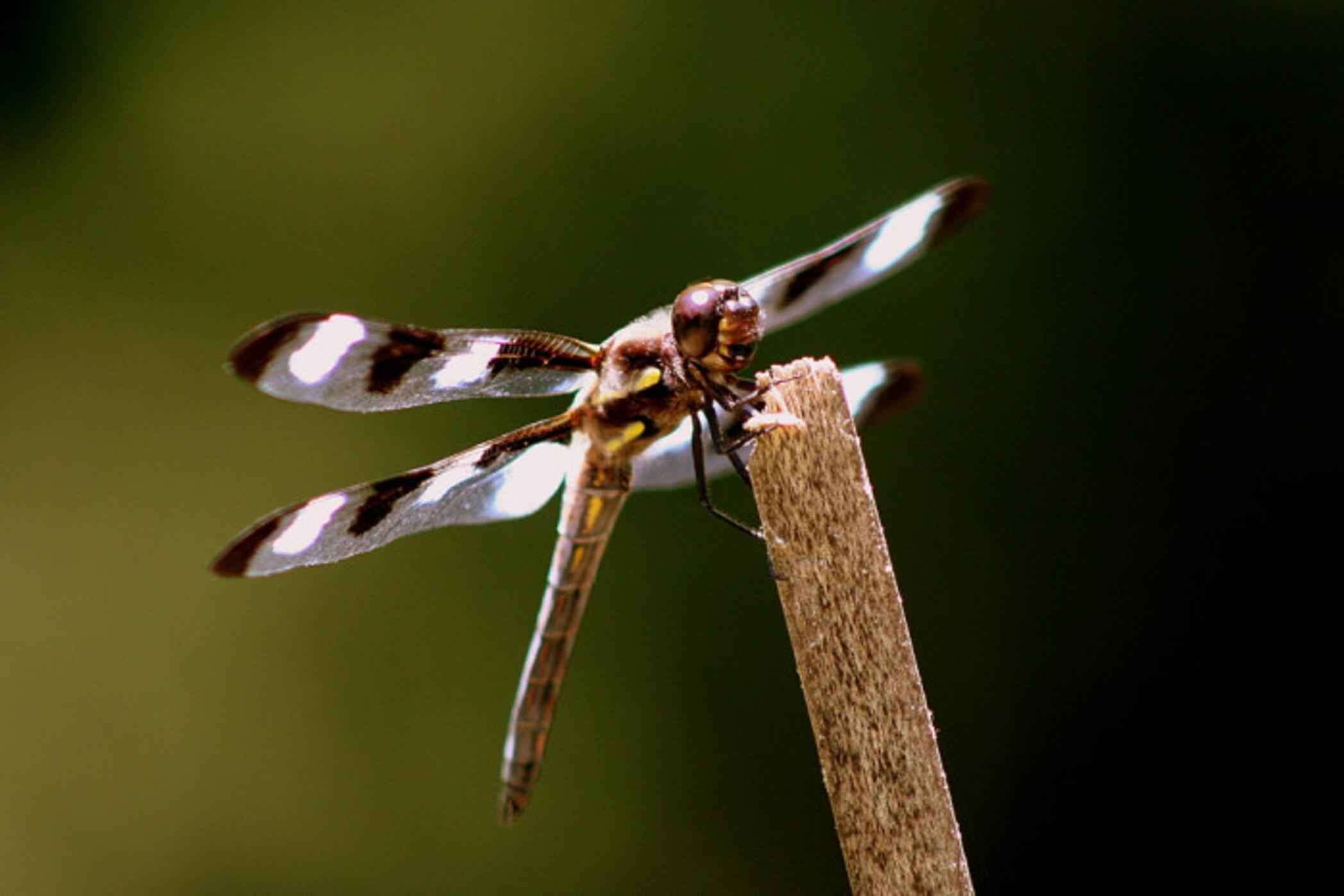 Image of Twelve-spotted skimmer