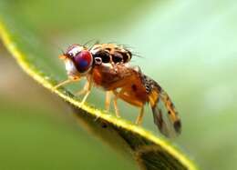 Image of Mediterranean fruit fly