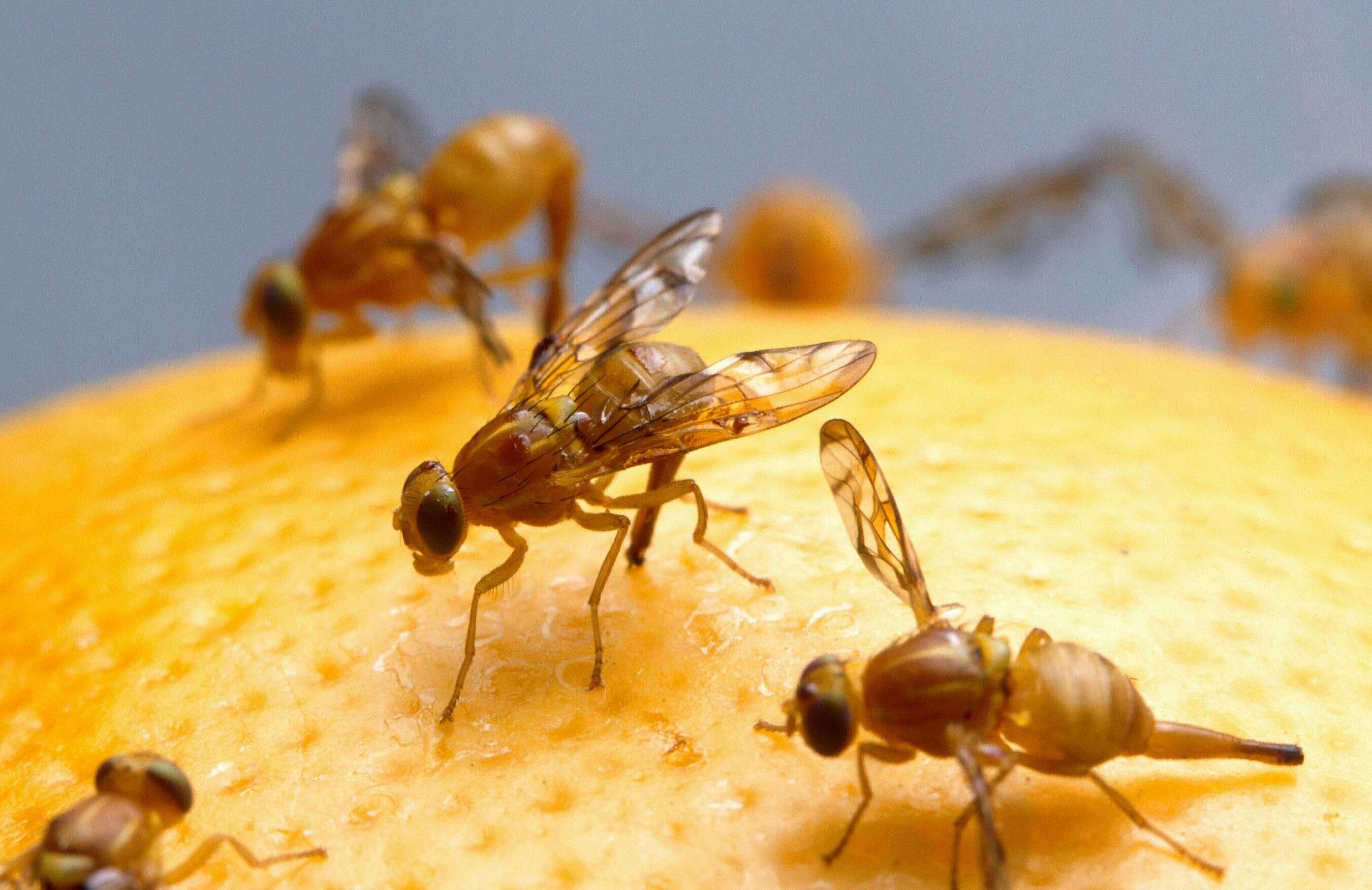 Image of Mexican Fruit Fly