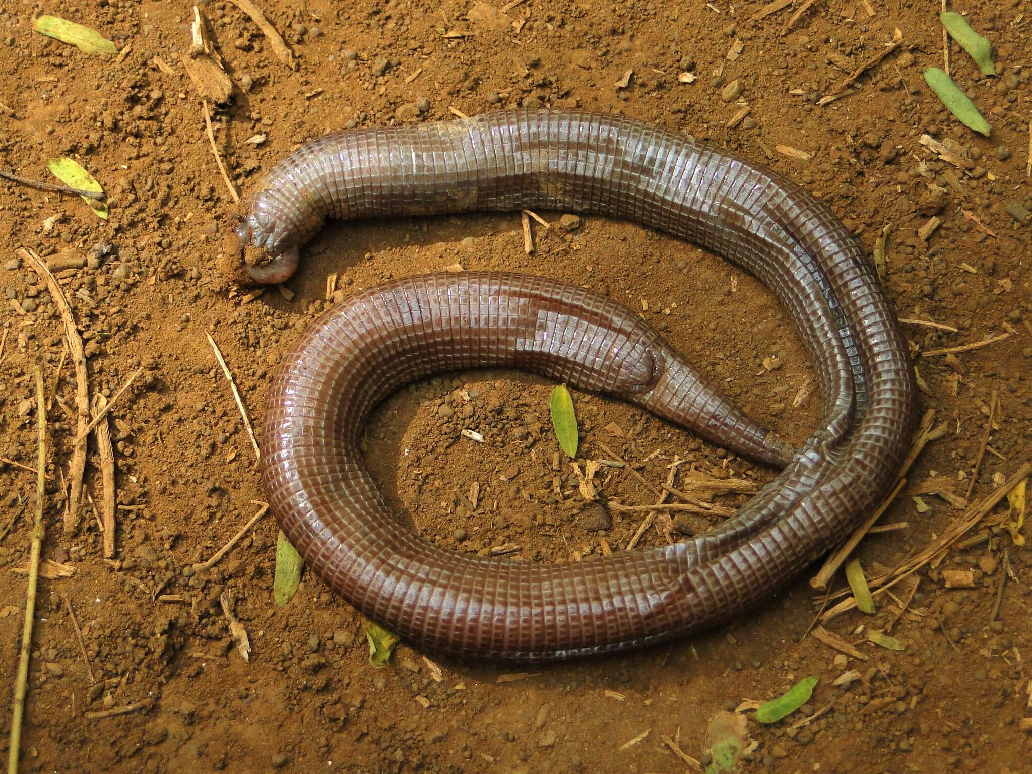 Image of Ridley's Worm Lizard