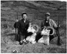 Image of Dall’s Sheep