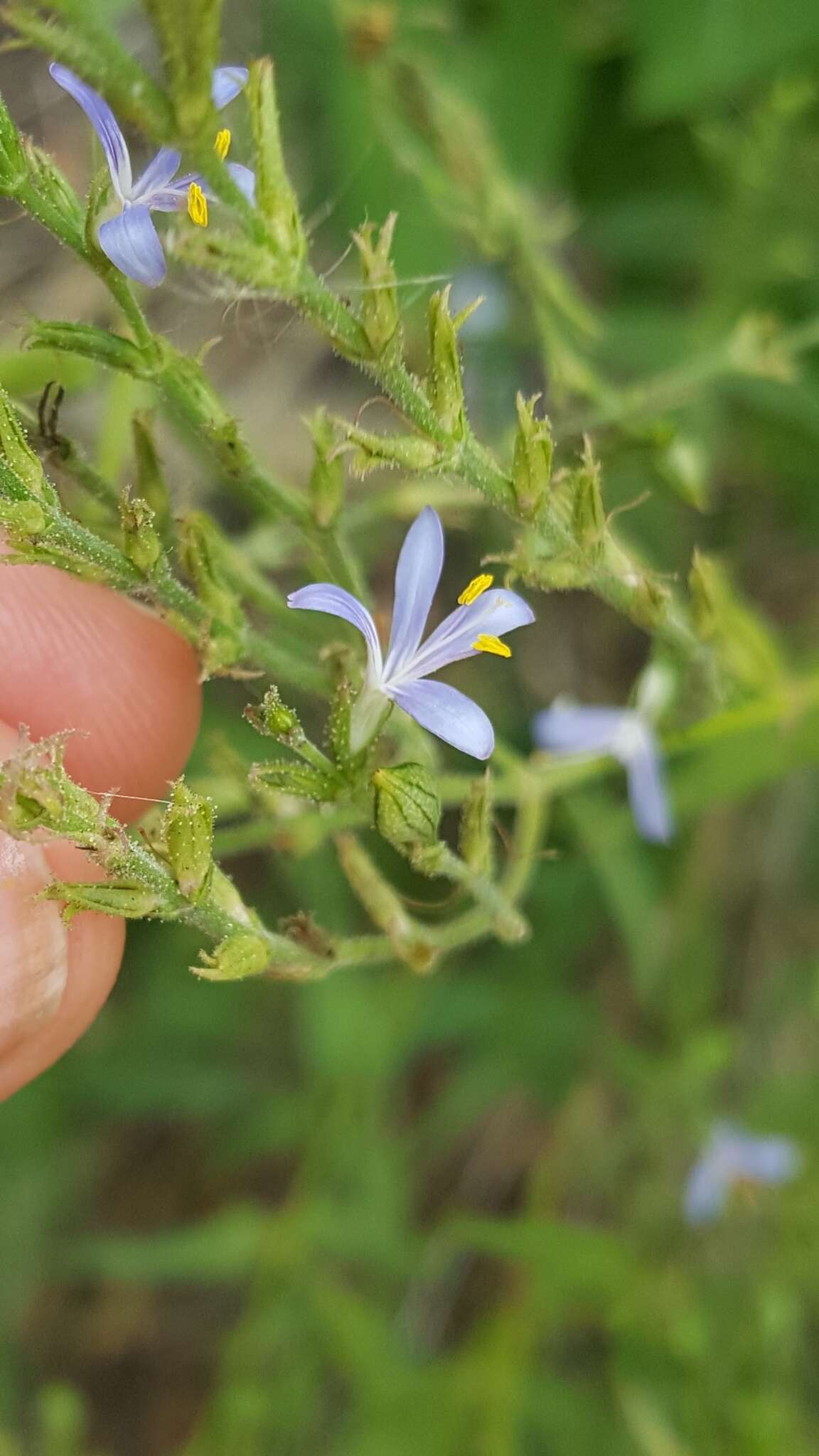 Image of smallflower wrightwort