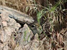 Image of Great Basin Ground Squirrel