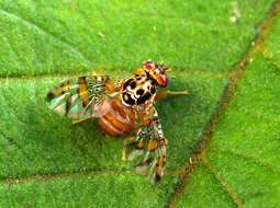 Image of Mediterranean fruit fly