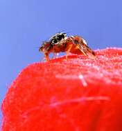 Image of Mediterranean fruit fly