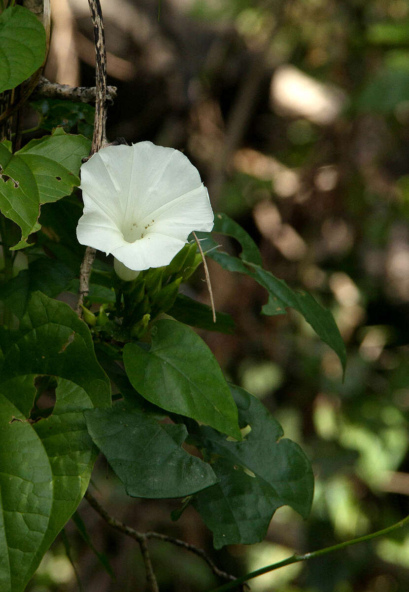 Image of Ipomoea shupangensis Baker