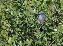 Image of Mexican Jay