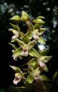 Imagem de Epipactis purpurata Sm.