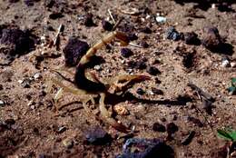 Image of Arizona Bark Scorpion