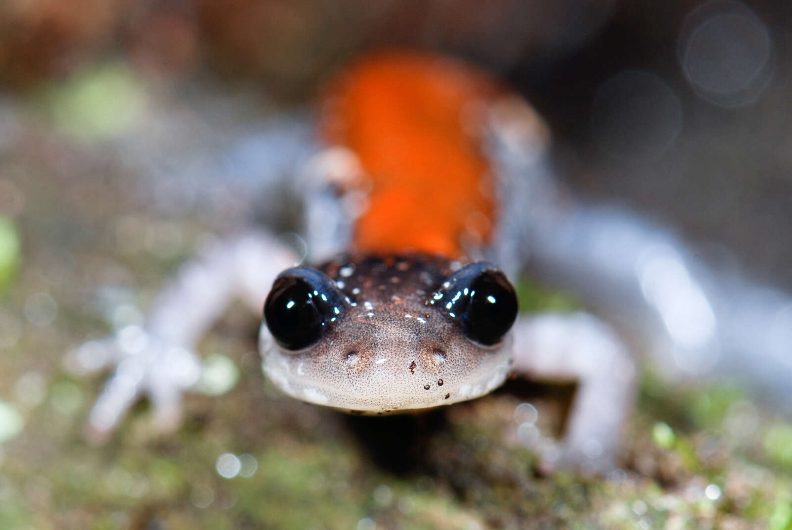 Image of Yonahlossee Salamander